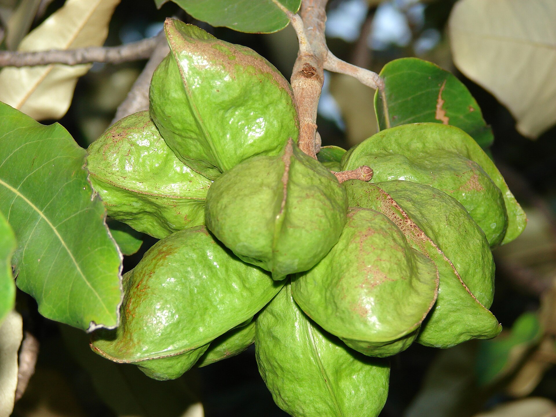 buah dungun muda