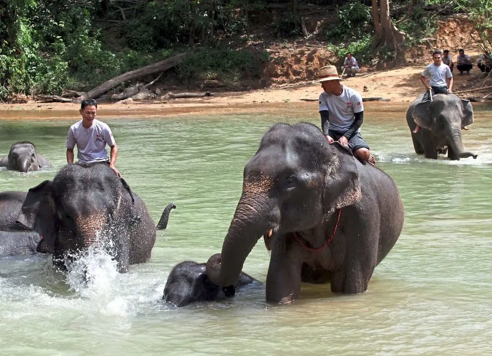 tempat orang melacong di dalam sungai bersama-sama menaiki gajah dan mandi manda
